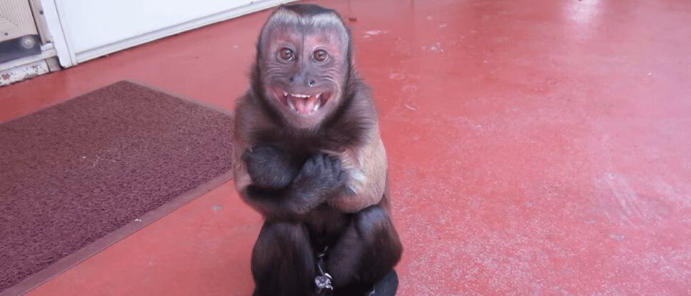 Adorable Capuchin Monkey Throws Temper Tantrum (VIDEO)