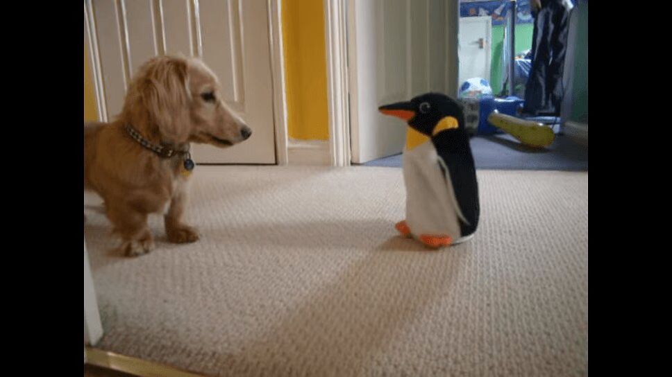 Adorable Dachshund Confused By Penguin Toy (VIDEO)