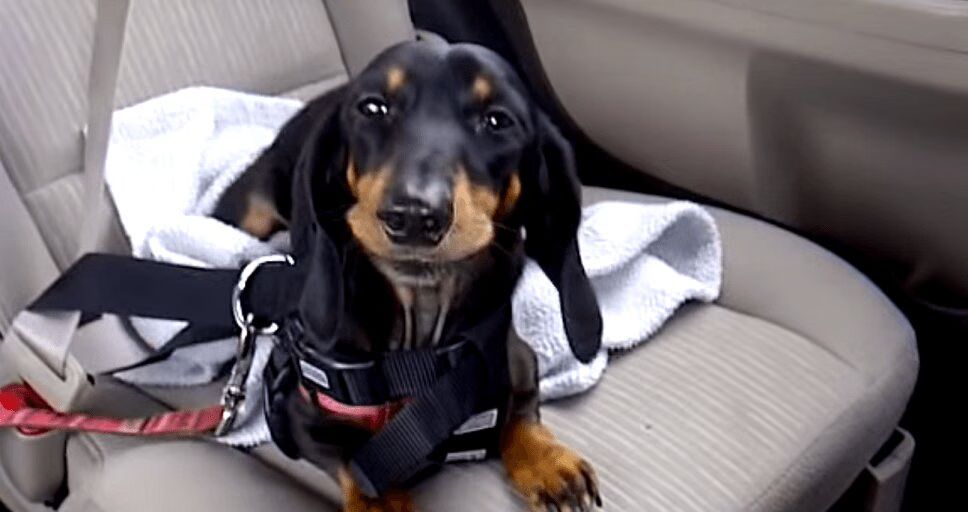 Adorable Dachshund Loves Car Rides -- But Hates The Back Seat! (VIDEO)