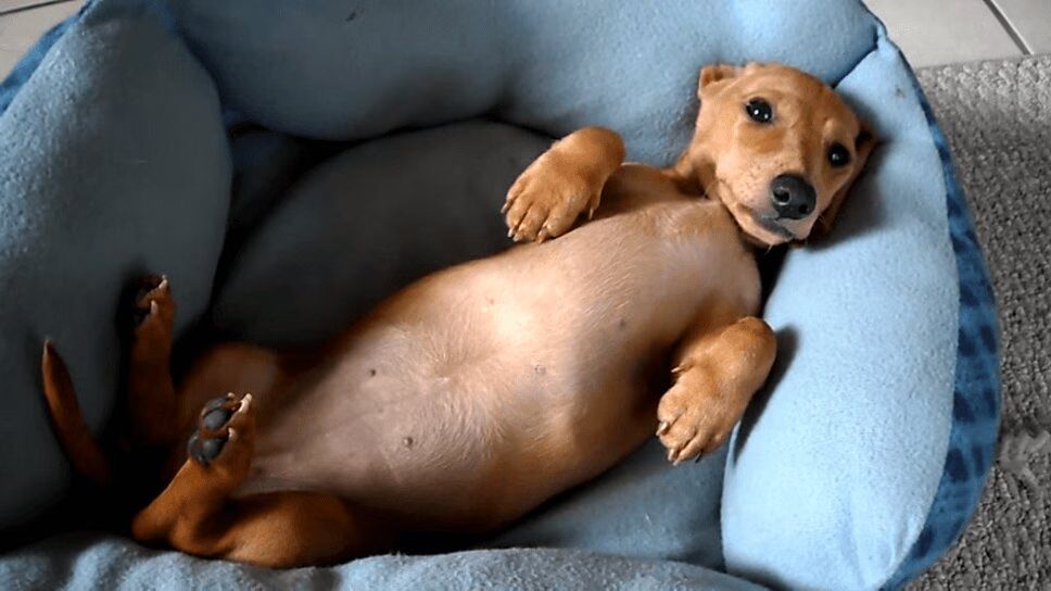 Adorable Dachshund Puppy Doesn't Feel Like Getting Up (VIDEO)