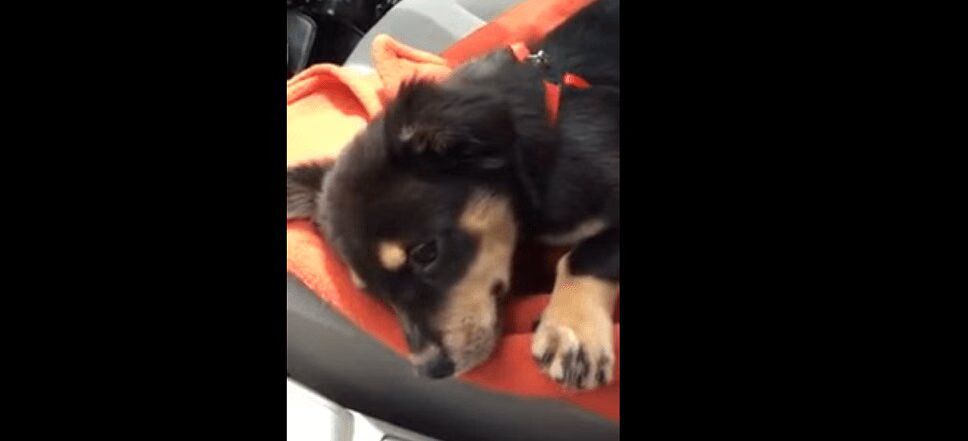 Adorable Foster Puppy Throws Temper Tantrum (VIDEO)