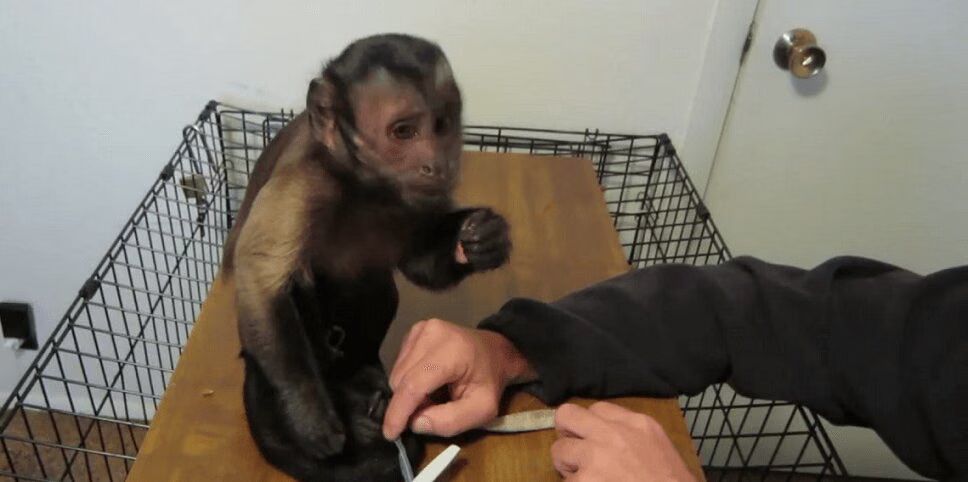 Adorable Monkey Enjoys Thanksgiving Dinner (VIDEO)