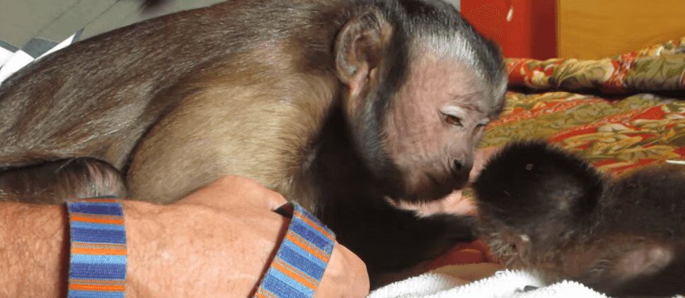 Adorable Monkey Meets Baby Brother (VIDEO)