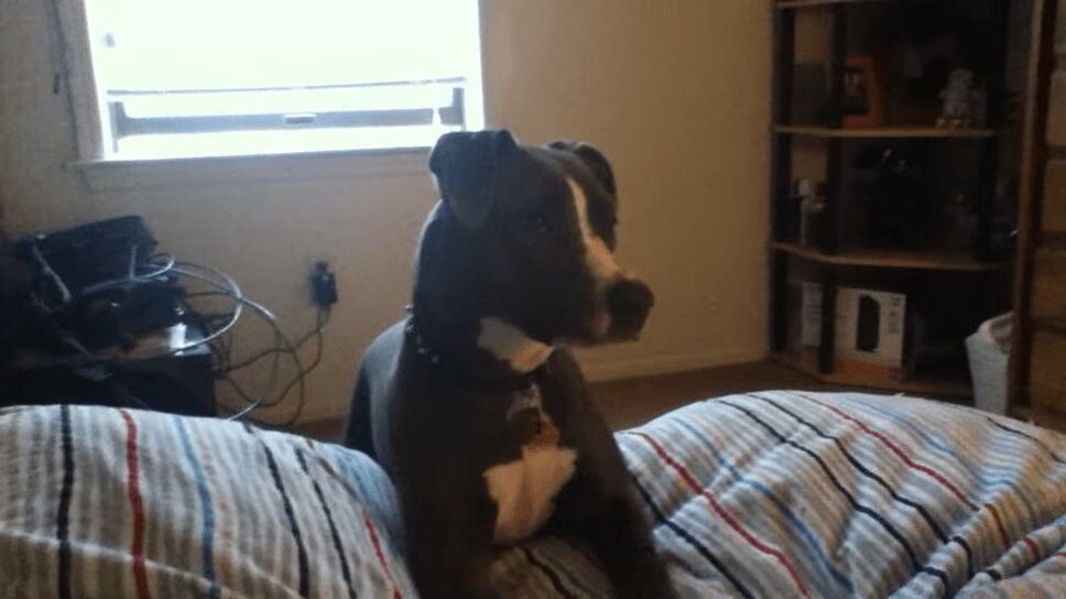 Adorable Pit Bull Just Wants Her Bone Back! (VIDEO)