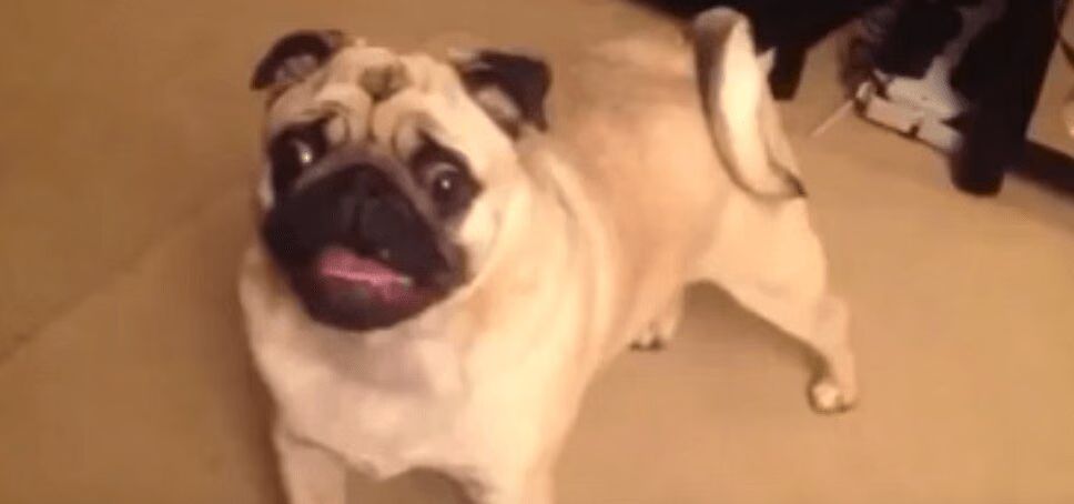 Adorable Pug Throws Temper Tantrum Over Bedtime (VIDEO)