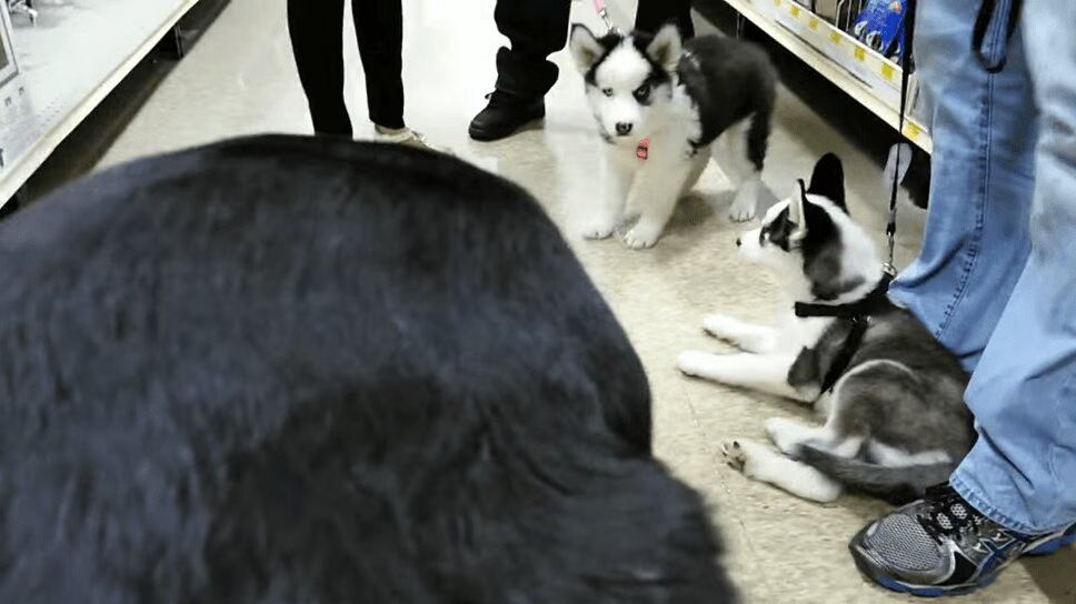 Adorable Rottweiler Meets Husky Puppies - And More! (VIDEO)