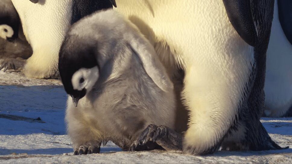 Adorable Snow Chick Goes Onto Ice For First Time (VIDEO)