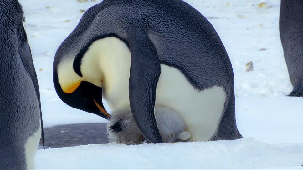 Adorable Snow Chick Is Too Big For Father's Pouch (VIDEO)
