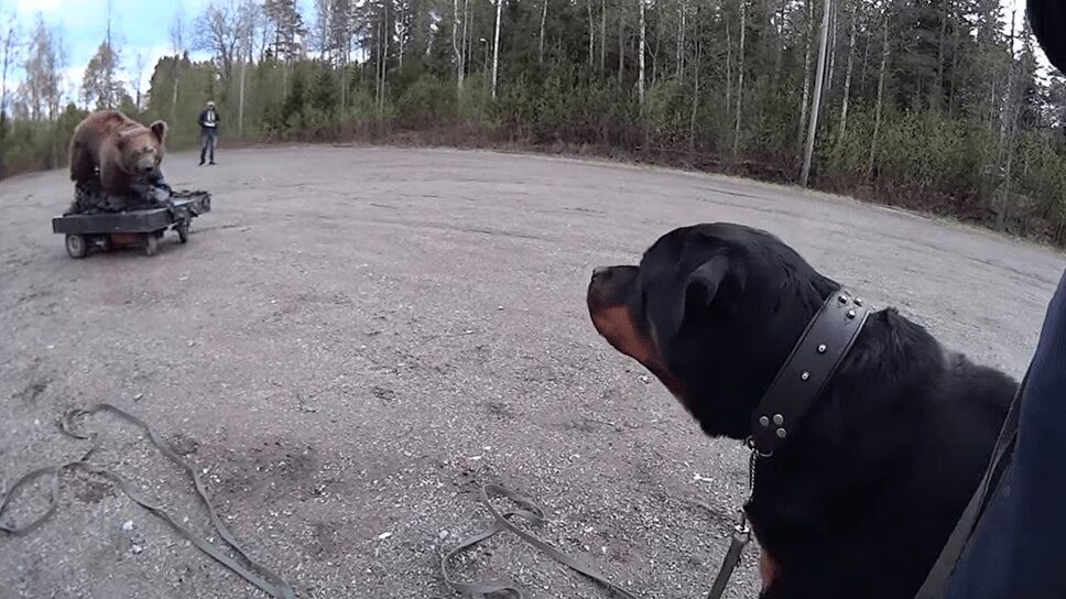 Anxious Rottweiler Meets A 'Bear' For The First Time (VIDEO)