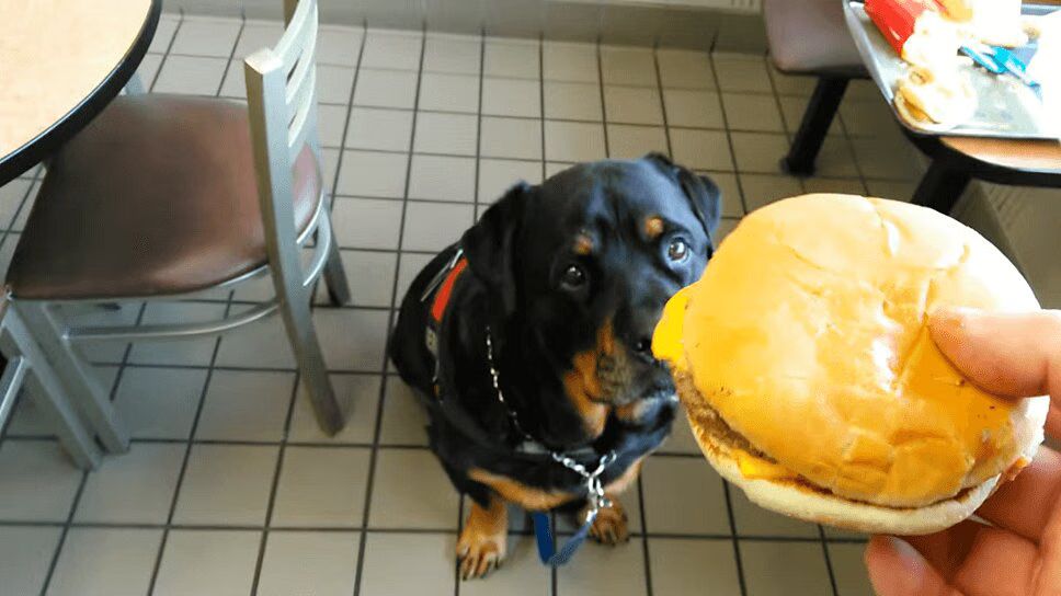Big Old Rottweiler Eats a McDouble In One Bite (VIDEO)