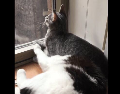 Cat-Gets-Stuck-Under-Another-Cat-Hilarious-VIDEO.avif