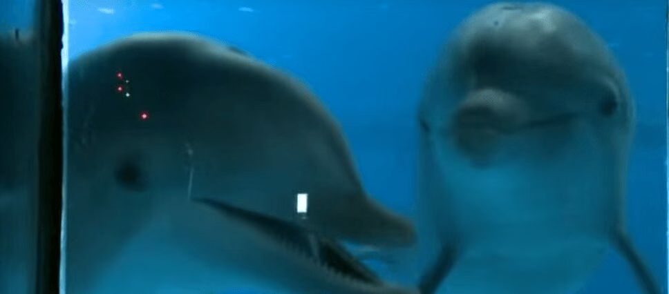 Cute Dolphins React To Seeing Themselves In The Mirror (VIDEO)