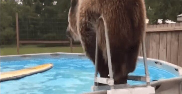Cute Grizzly Bear Jumps Into Swimming Pool (VIDEO)