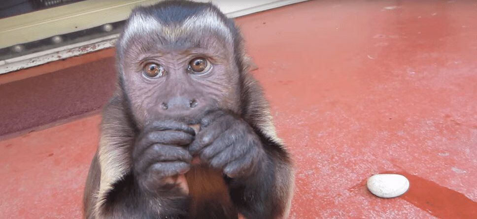 Cute Monkey Opens Pecan - So Smart! (VIDEO)
