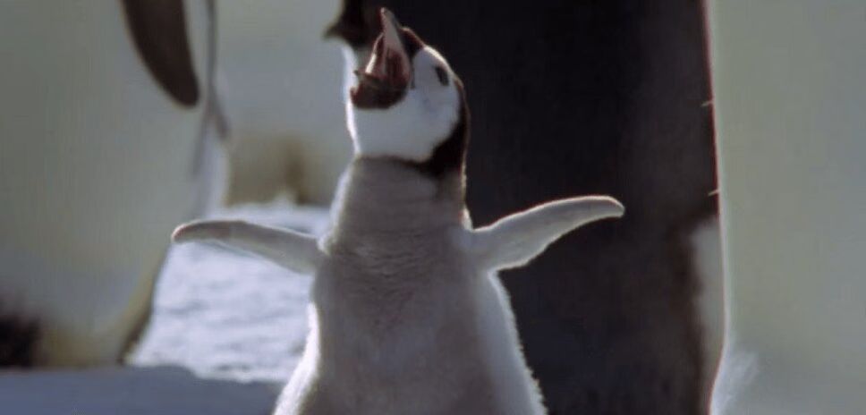 Emperor Penguin Chicks Are As Cute As They Are Cool (VIDEO)