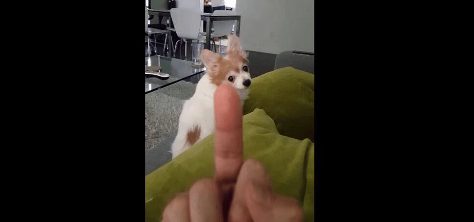 Feisty Dog Hates Getting Flipped Off (VIDEO)