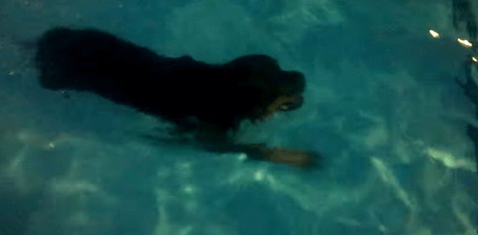 Fun-Loving Rottweiler Goes Swimming In Public Pool (VIDEO)