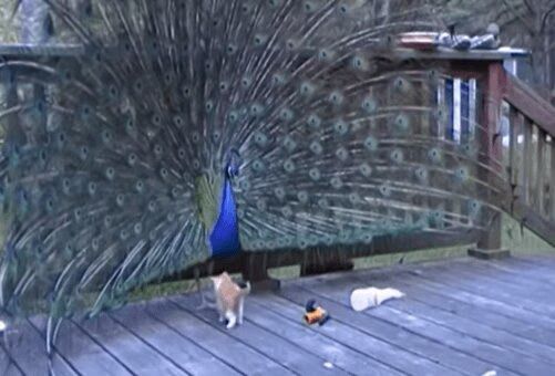 Source: YouTube