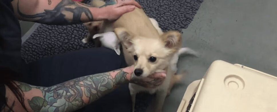 Mother Dog Overjoyed To Be Reunited With Her Puppies (VIDEO)