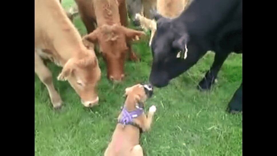Precious Boxer Hangs Out With Cows - So Cute! (VIDEO)