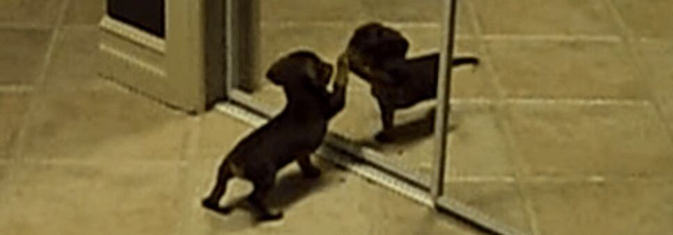 Precious Dachshund Puppy Is Puzzled By Mirror (VIDEO)