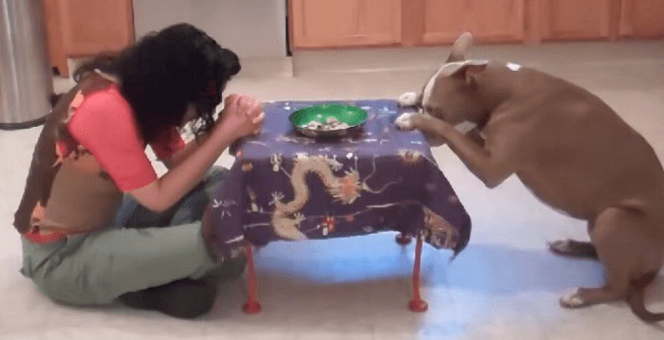 Precious Pit Bull Performs Some Fancy Tricks (VIDEO)