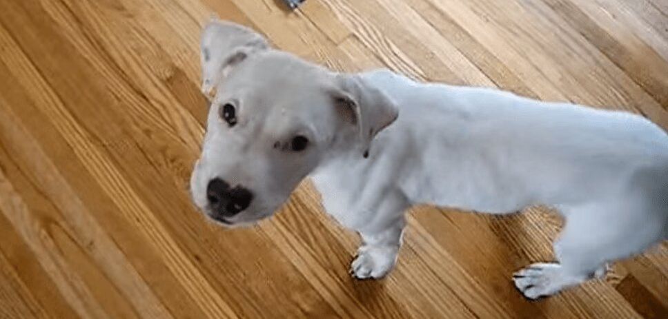 Precious Pit Bull Puppy Throws Silly Temper Tantrum (VIDEO)