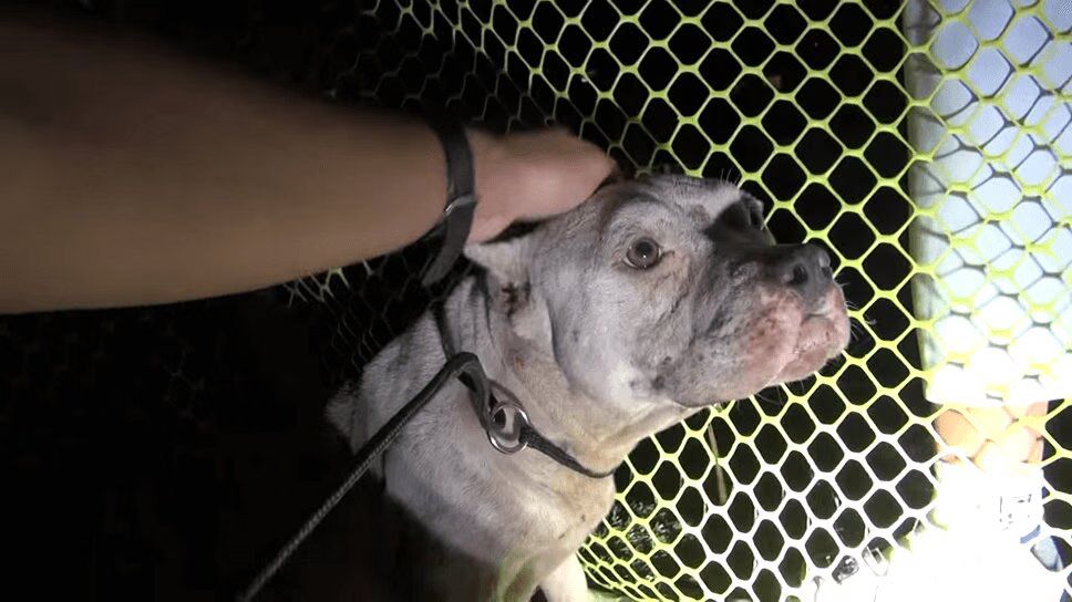 Precious Pit Bull and Newborn Puppies Rescued From Streets (VIDEO)