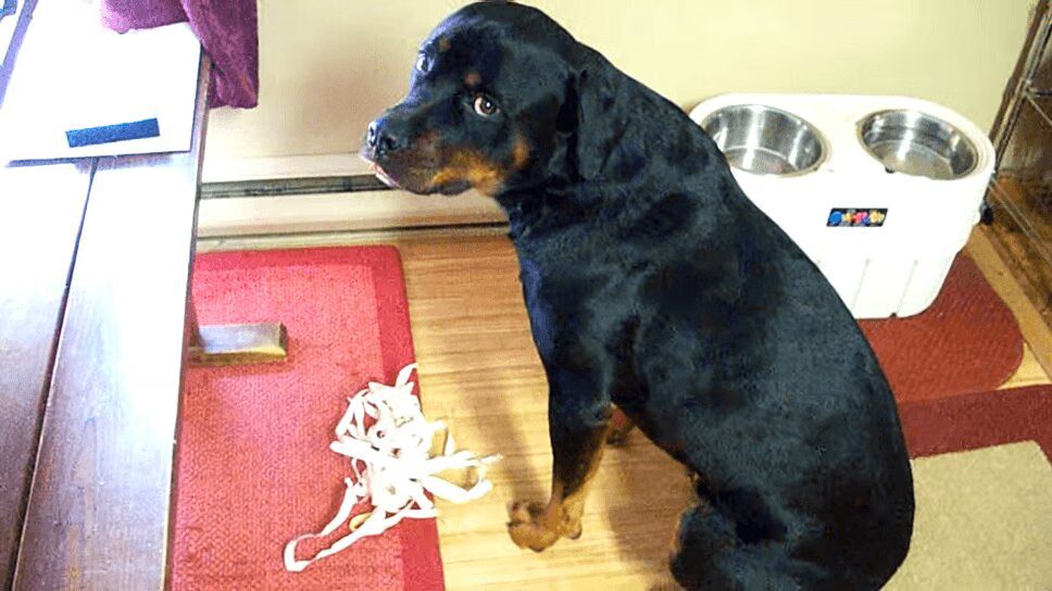 Precious Rottweiler Called Out For Misbehaving - He's Sorry! (VIDEO)