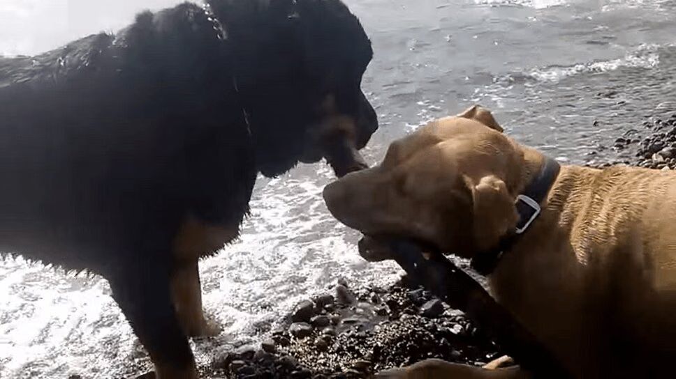 Rottweiler and Pit Bull Face Off In Tug of War Battle (VIDEO)