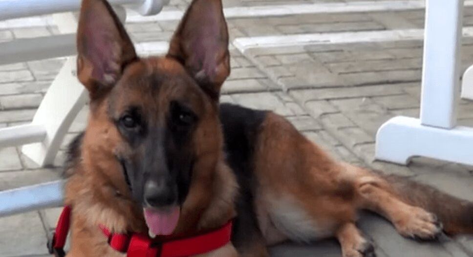 Abandoned German Shepherd Finally Finds Forever Home (VIDEO)