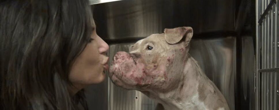 Abused Pit Bull Gets Second Chance At Life (VIDEO)