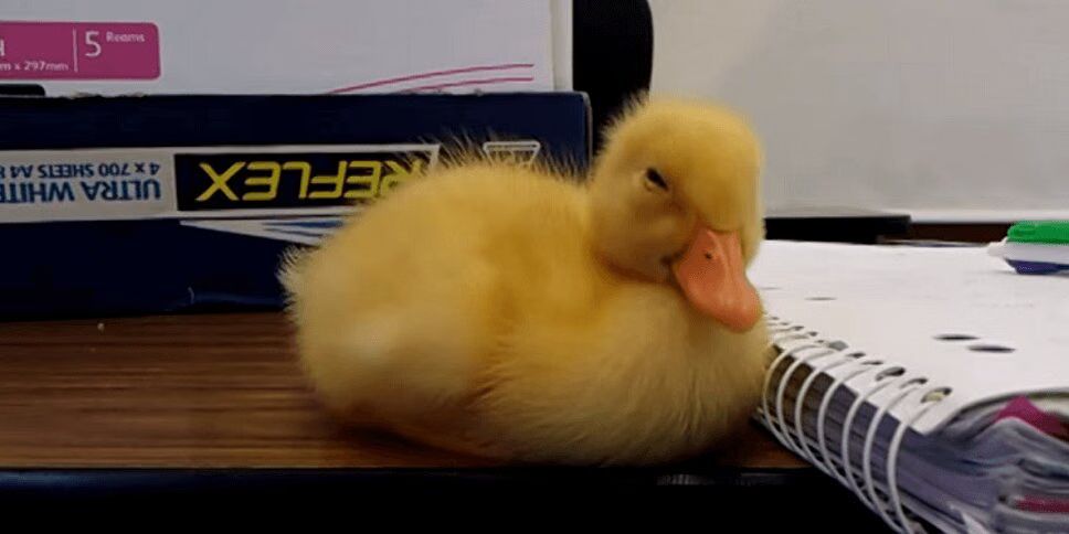 Adorable Baby Duck Just Can't Stay Awake (VIDEO)
