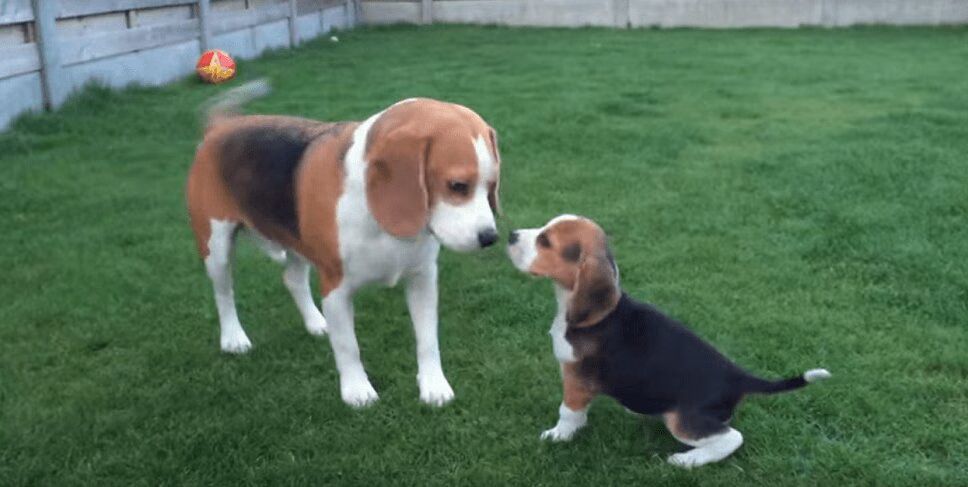 Adorable Beagle Meets Little Puppy Sister For First Time (VIDEO)