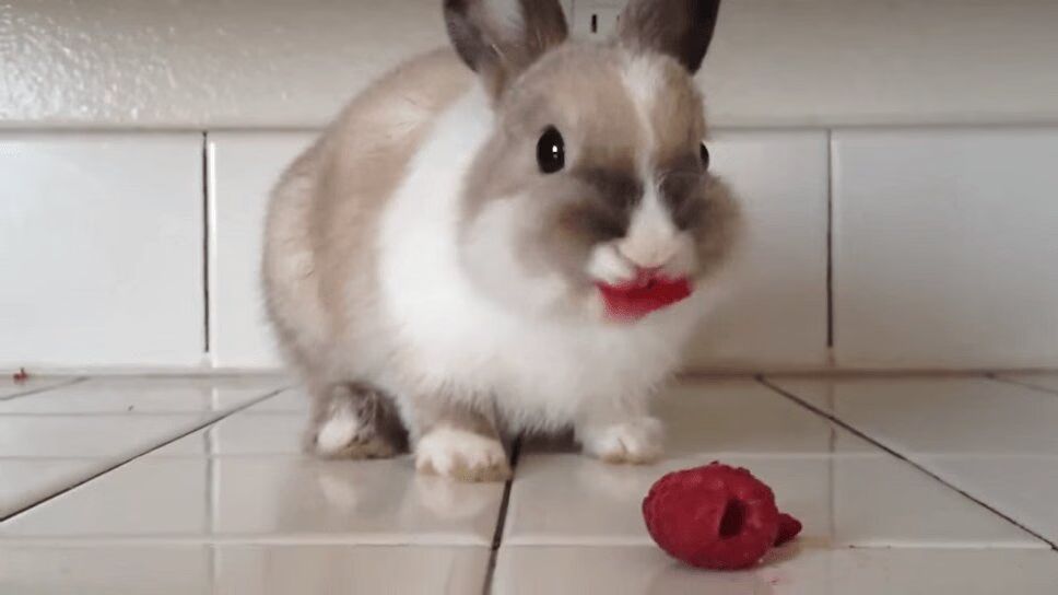 Adorable Bunny Eats Raspberries - Looks Like Lipstick! (VIDEO)