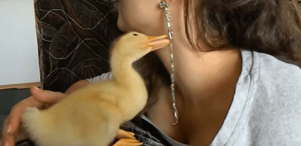 Adorable Duck Loves Jewelry -- And Watching Videos On YouTube! (VIDEO)