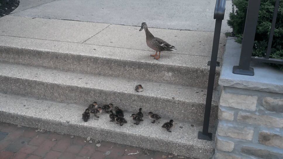 Adorable Ducklings Tackle Big Challenge - Climbing Stairs! (VIDEO)