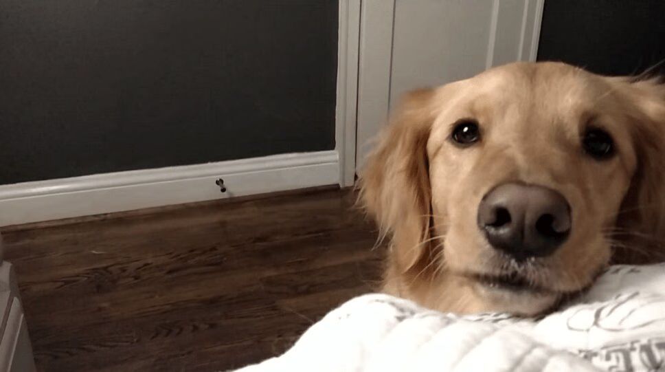 Adorable Golden Retriever Gets Into Bedtime Argument With Owner (VIDEO)