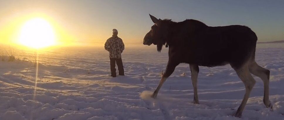 Adorable Moose and Adventurous Man Share Sunset View (VIDEO)