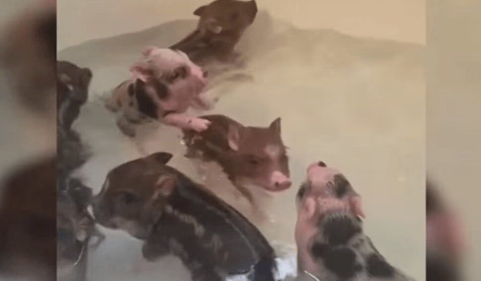 Adorable Piglets Playing In A Bathtub Will Brighten Your Day (VIDEO)