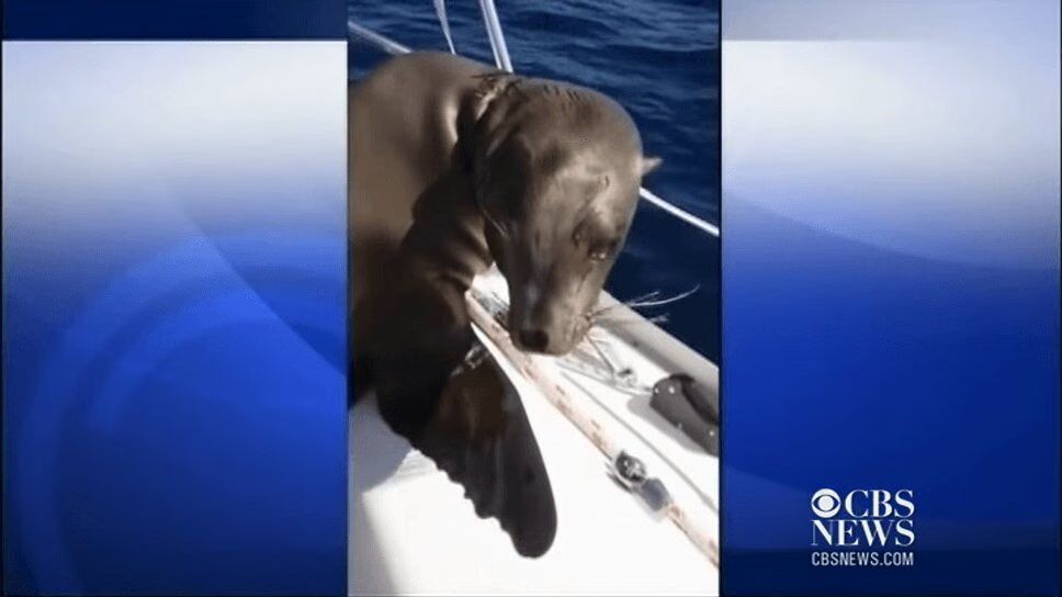 Adorable Sea Lion Cub Jumps On Boat, Cuddles With Driver (VIDEO)