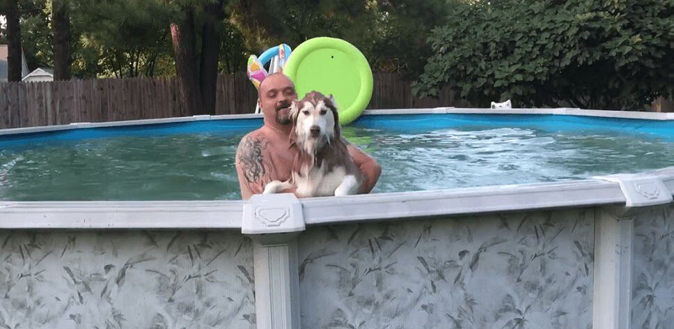 Anxious Husky Gets Impatient Waiting For Owner To Clean Pool (VIDEO)