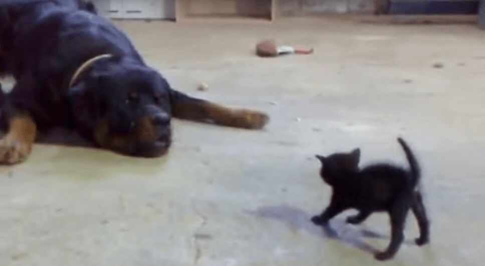 Big Old Rottweiler Squares Off With Tiny Little Kitten (VIDEO)