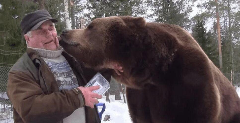 Brown Bear Forms Touching Friendship With Finnish Man (VIDEO)