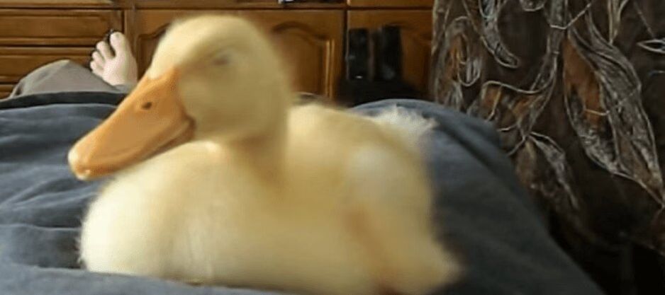 Ducks Sleep Like Us, But Did You Know They Snore Like Us Too (VIDEO)