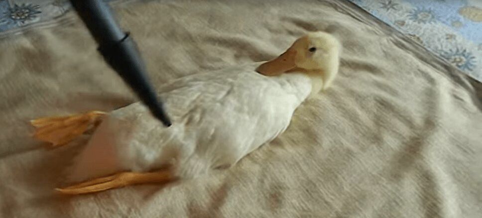 Here's What Happens When You Vacuum A Duck (VIDEO)