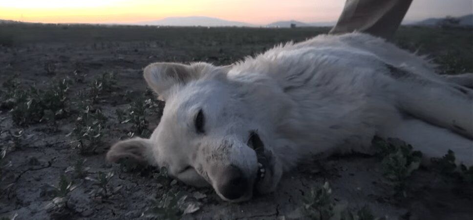 Homeless German Shepherd Rescued From Desert (VIDEO)