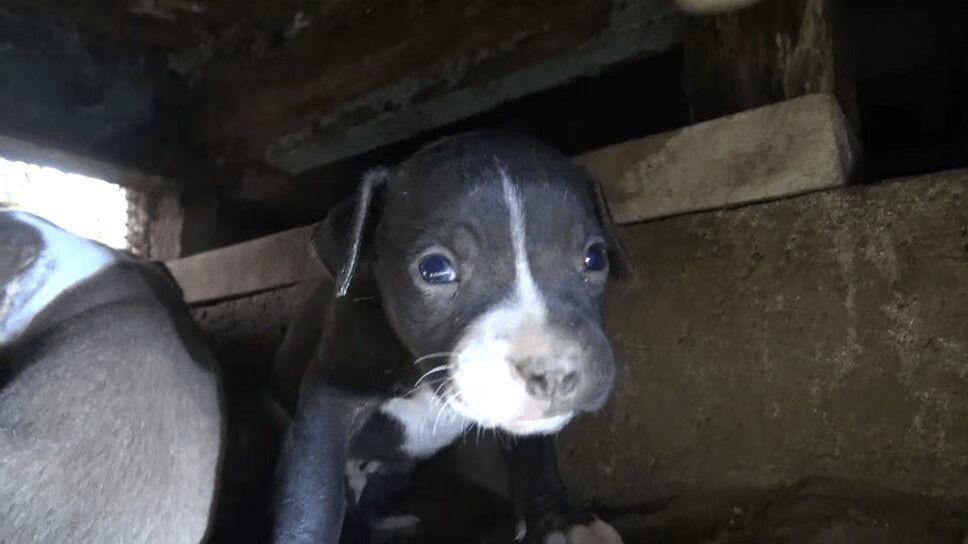 Homeless Pit Bull Family Rescued From Underneath House (VIDEO)