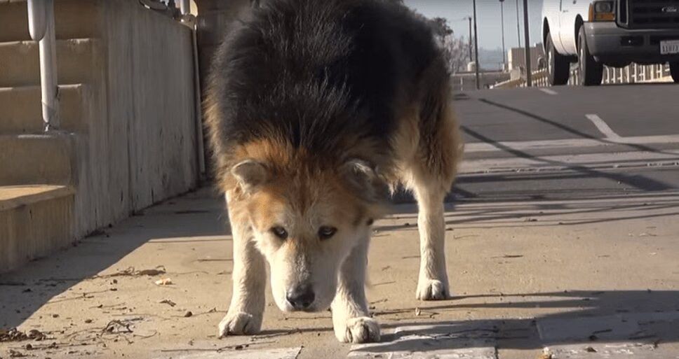 Homeless Senior Dog Rescued From Water Treatment Facility (VIDEO)
