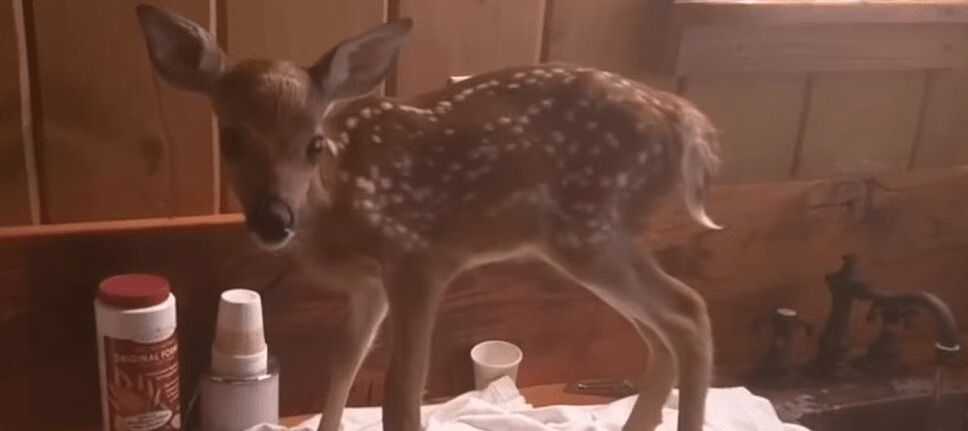 Injured Baby Deer Rescued By Kind-Hearted Man (VIDEO)